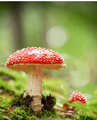 Fly Agaric Mushroom Fly Agaric Mushroom