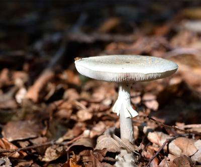 Death Cap mushroom Death Cap mushroom