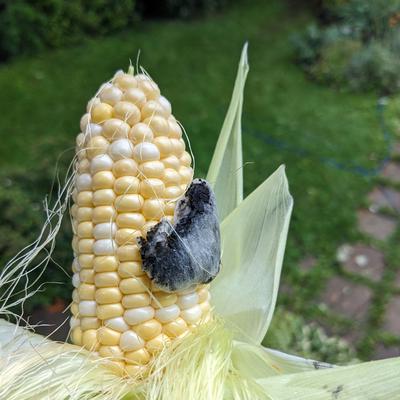 A single Corn Smut gall or tumor A single Corn Smut gall or tumor