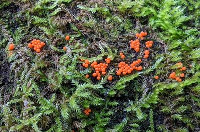 These Jelly Spots are definitely not mushrooms, but they are fungi. These Jelly Spots are definitely not mushrooms, but they are fungi.