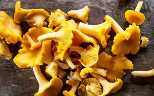 chanterelle on board 800