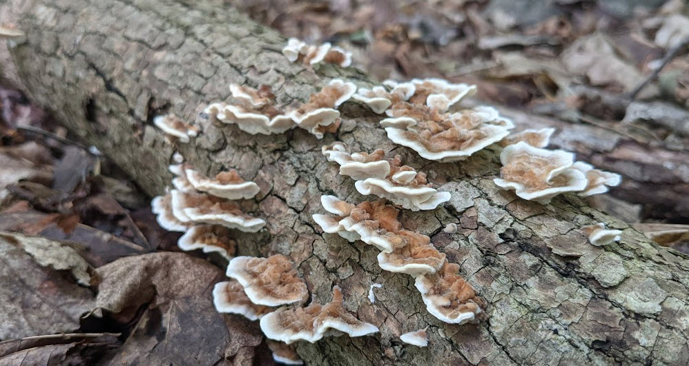 Turkey Tail fungi