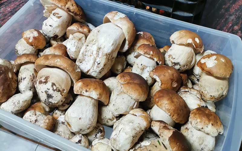The Boletus Edulis, also known as the Cep, Porcini or King Bolete... depending on where you live.