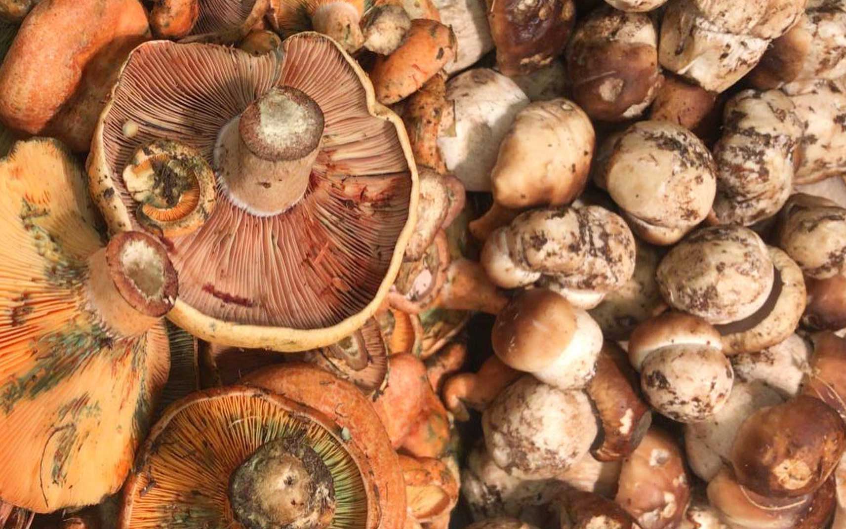 Boletus Edulis and Saffron Milk Cap mushrooms, ready for cleaning.
