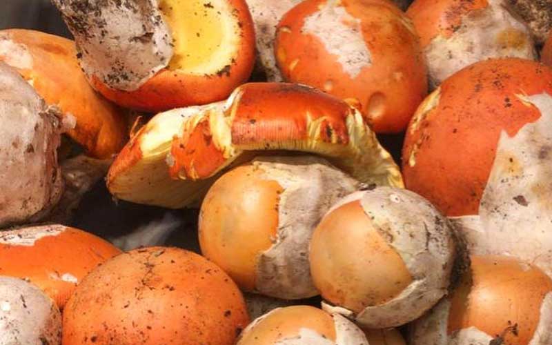 Caesar's Mushrooms ready for cleaning and preparation.