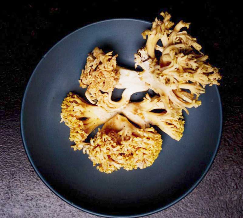Cauliflower Coral mushroom