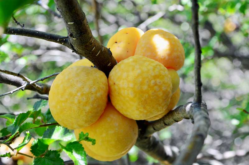 Cyttaria Darwinii mushrooms