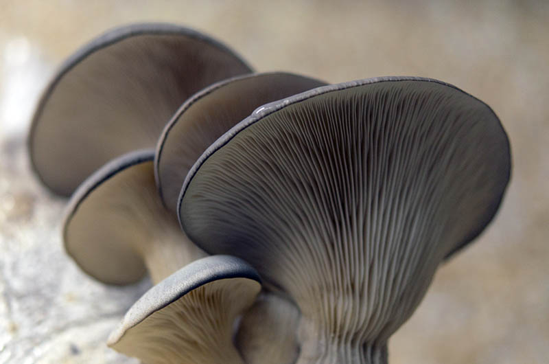 Girgola mushrooms, also known as Oyster mushrooms.