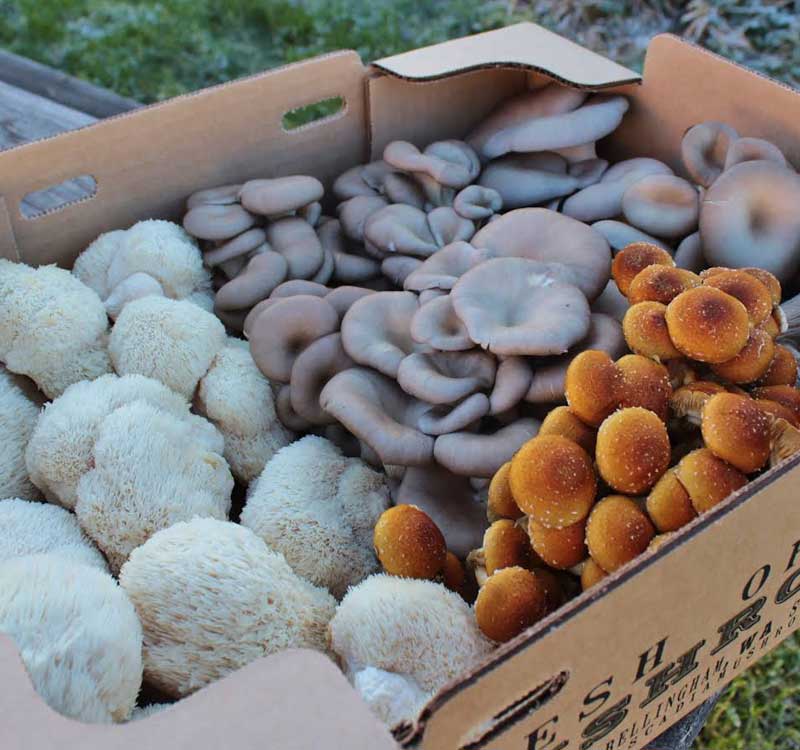 Fresh Organic Shiitake Mushrooms – Northwest Wild Foods