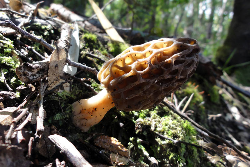 Morchella Mushrooms in Argentina