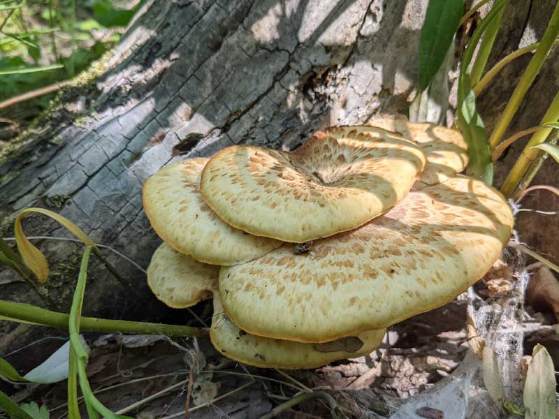 These look to me like Dryad's Saddle mushrooms.