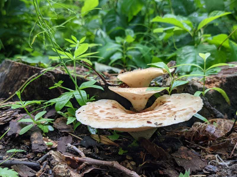 Mushrooms on the wood floor, growing in a row