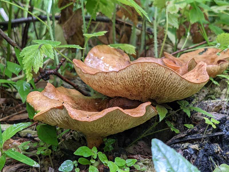 Weirdly scalloped mushrooms growing on a log.