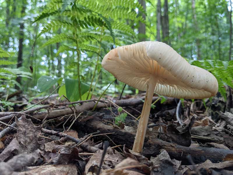 Almost translucent mushroom growing in local woodland.