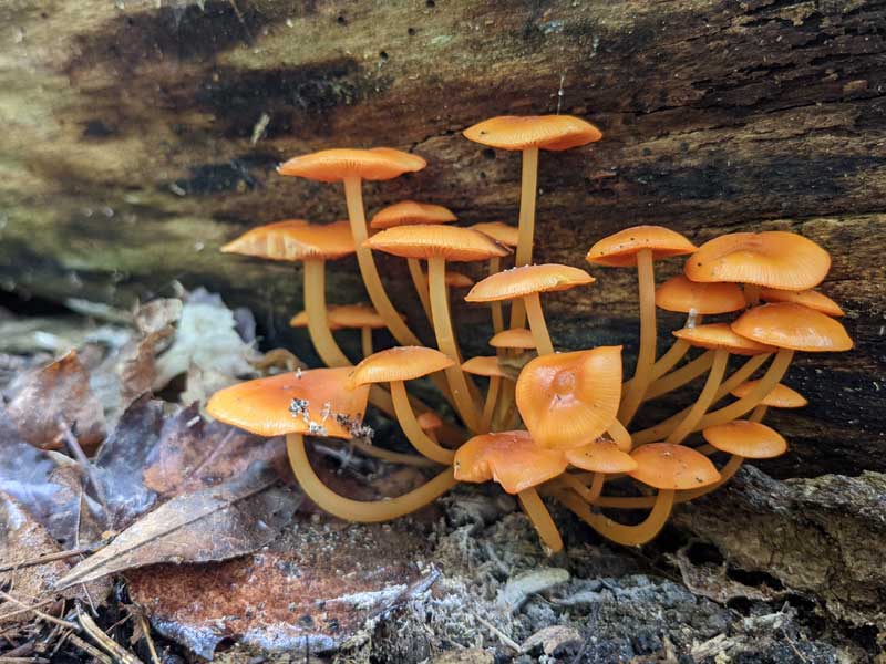 Orange mushrooms growing in the shelter of a fallen branch