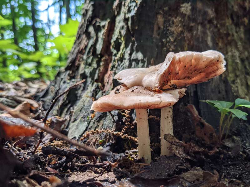 Two mushrooms growing in the shelter of a tree trunk.