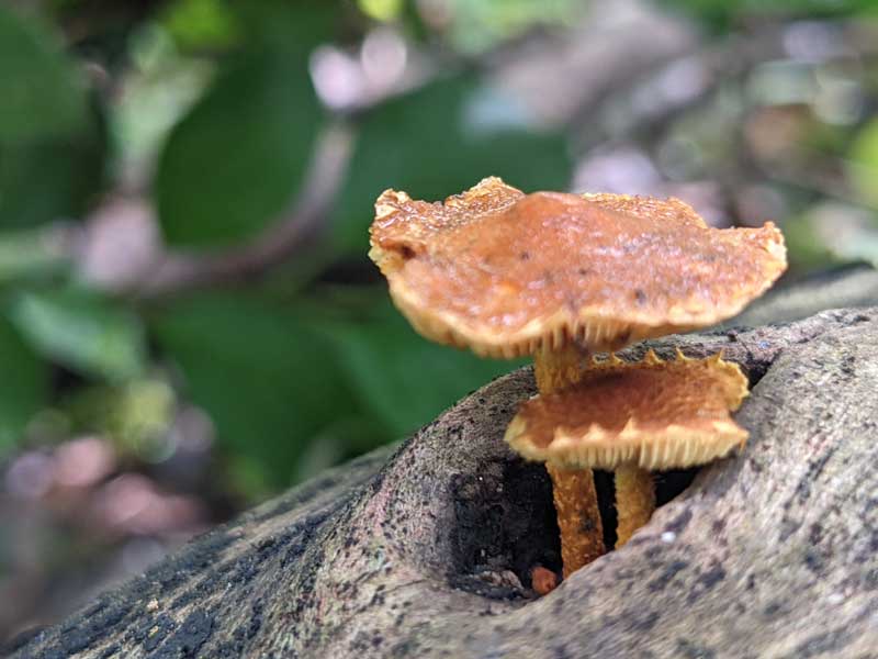 Two mushrooms growing through a hole in  a fallen tree trunk