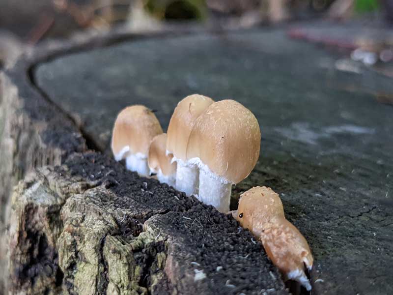 Mushrooms growing in the crack between the bark and stump of a tree.