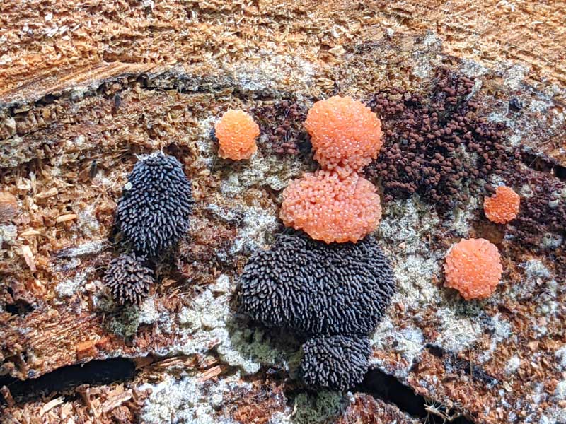 Not mushrooms, but definitely fungi, growing on the cut face of a felled tree trunk