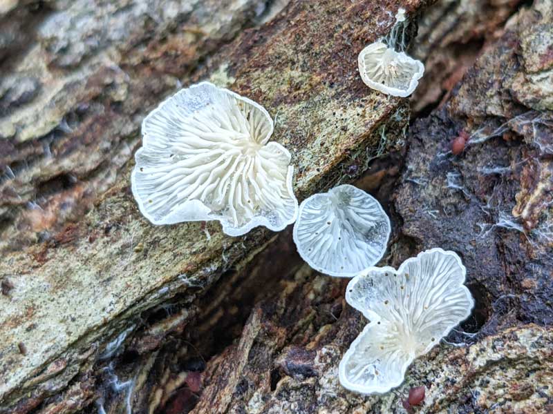Ghostly, transparent mushroom gills on wood.