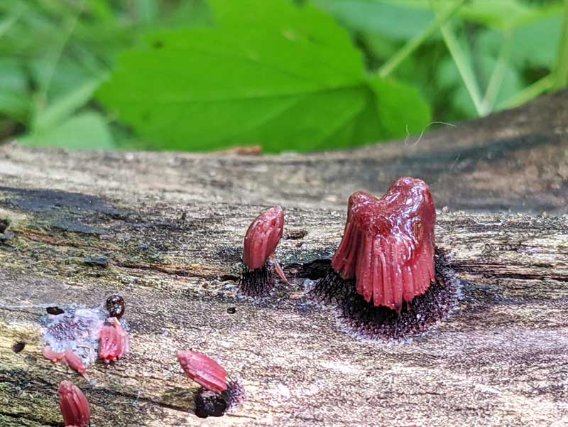 Very strange red fungi growing out of fallen wood.