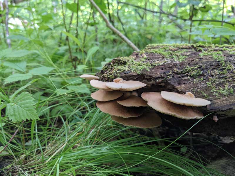 Young mushrooms growing from a rotting log.