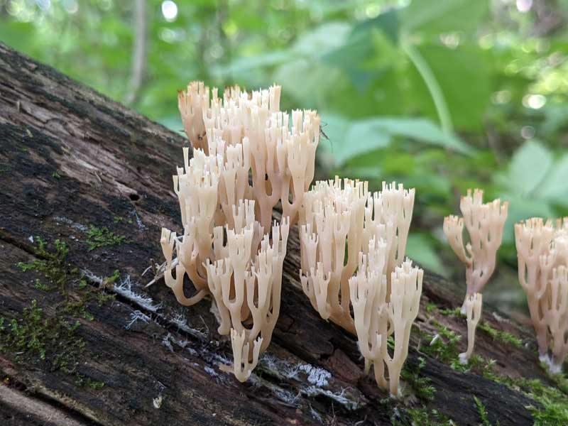 Coral fungi growing on a rotting log