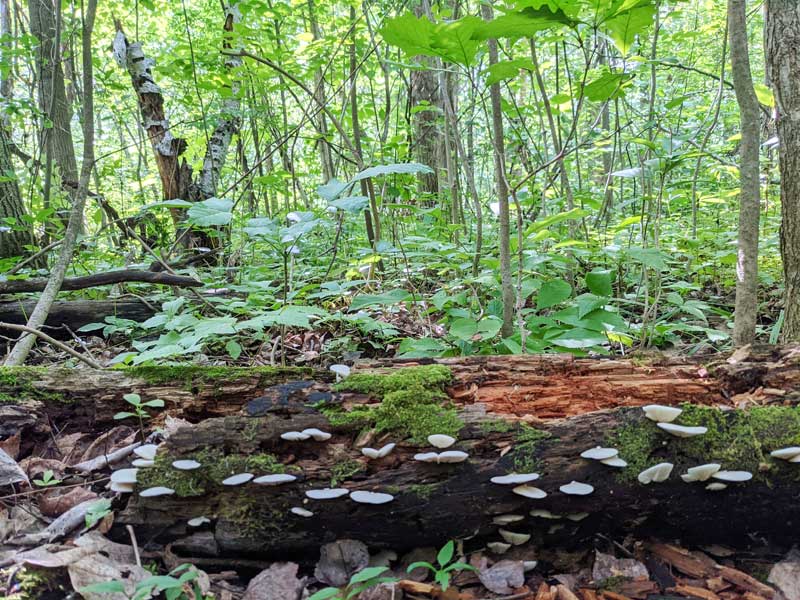 Mushrooms growing on a fallen log in a local wood Mushrooms growing on a fallen log in a local wood