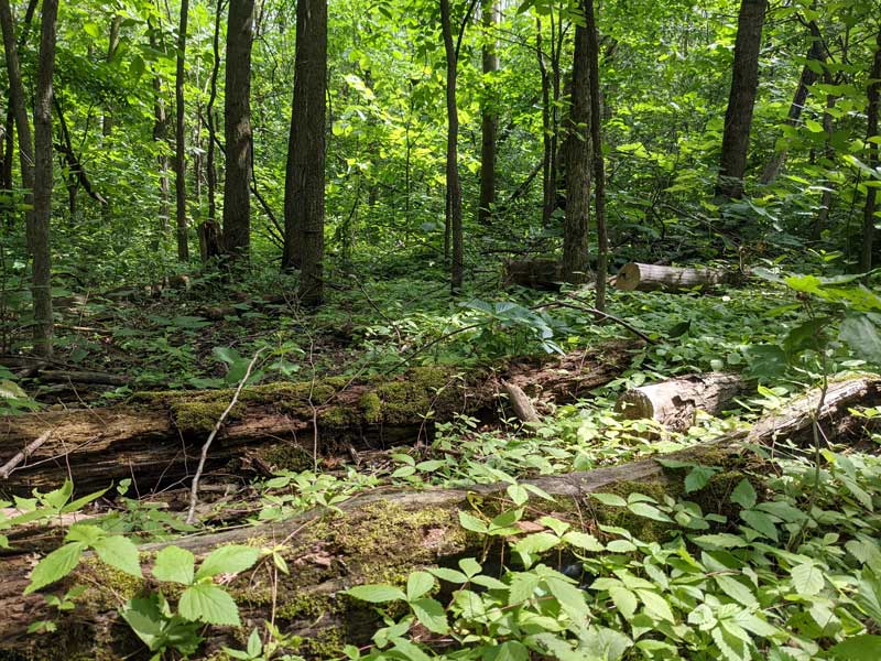Fallen trees left to rot on the ground. The perfect home for fungi and mushrooms.