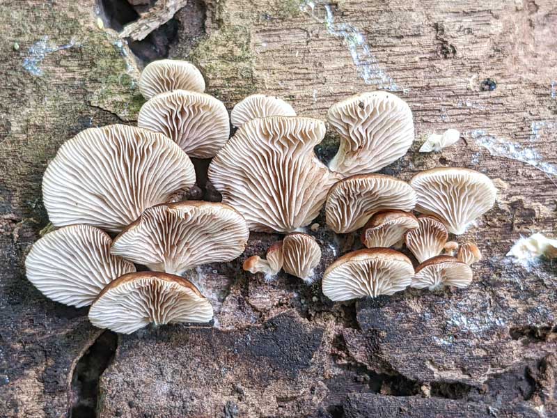 Underside of mushrooms, with wisps of mycelium on the surrounding wood