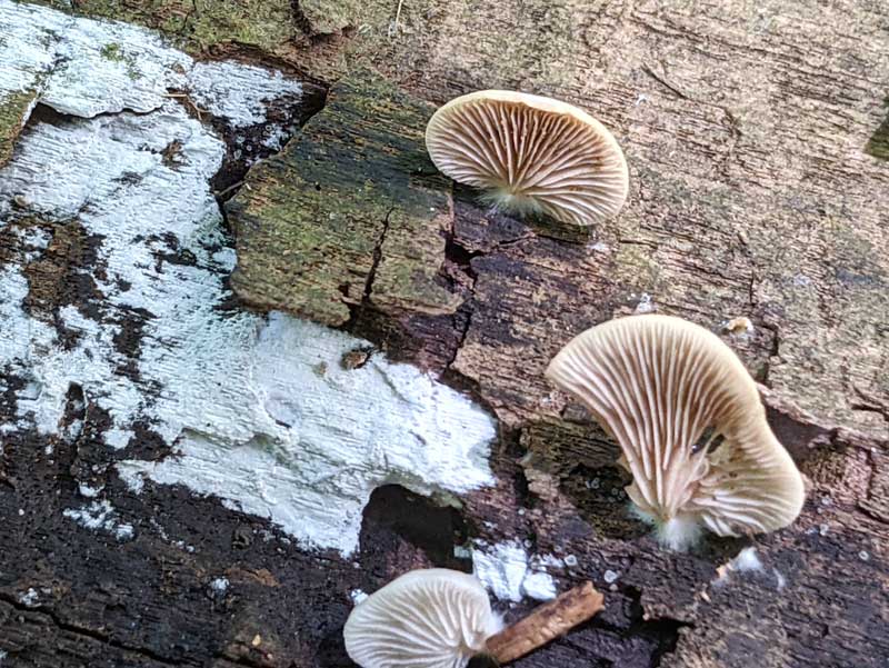Mushrooms on a wood with a mat of white mycelium