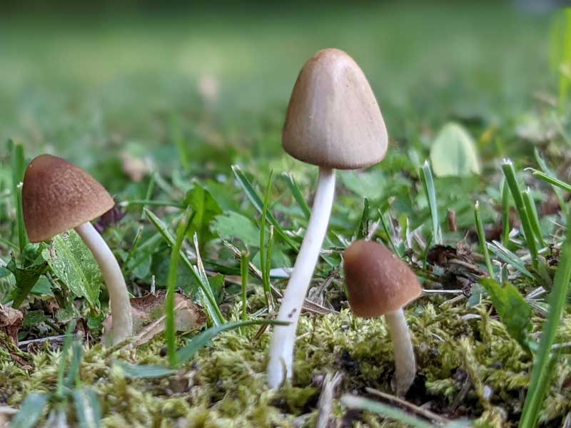 Small mushrooms growing up through the grass Small mushrooms growing up through the grass