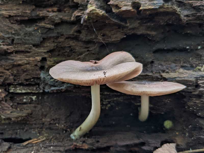 Mushrooms growing from the rotting wood of a fallen tree