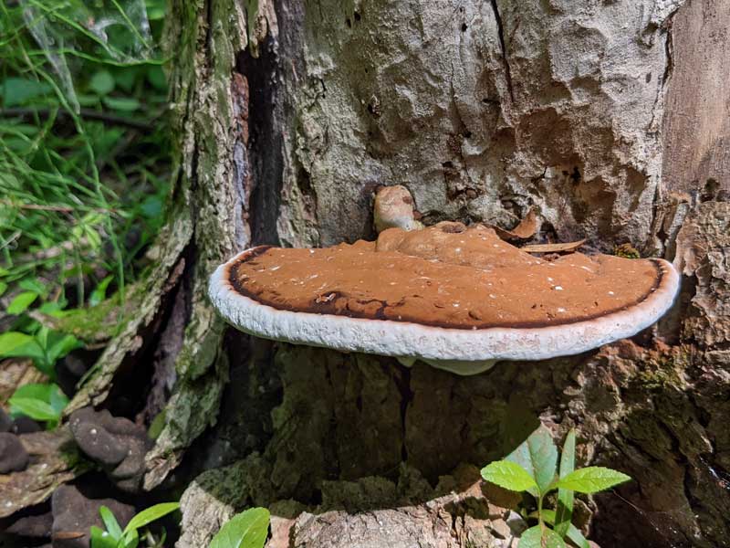 A hard, polypore fungus growing on a tree