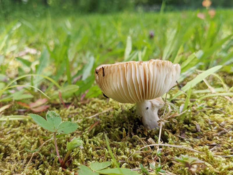 A fully mature mushroom out in the open in the grass