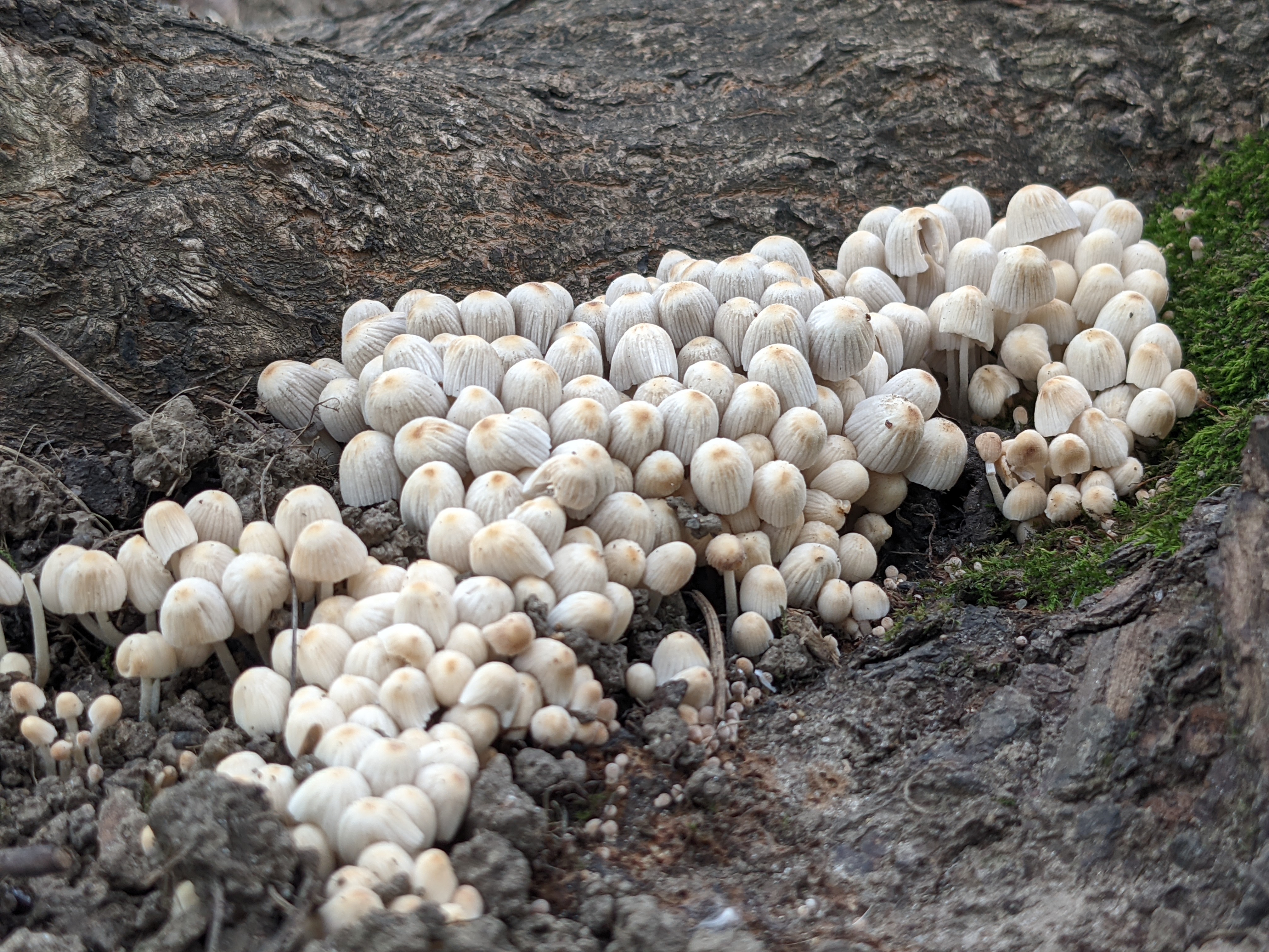 Looks like a small army of small mushrooms with white helmets