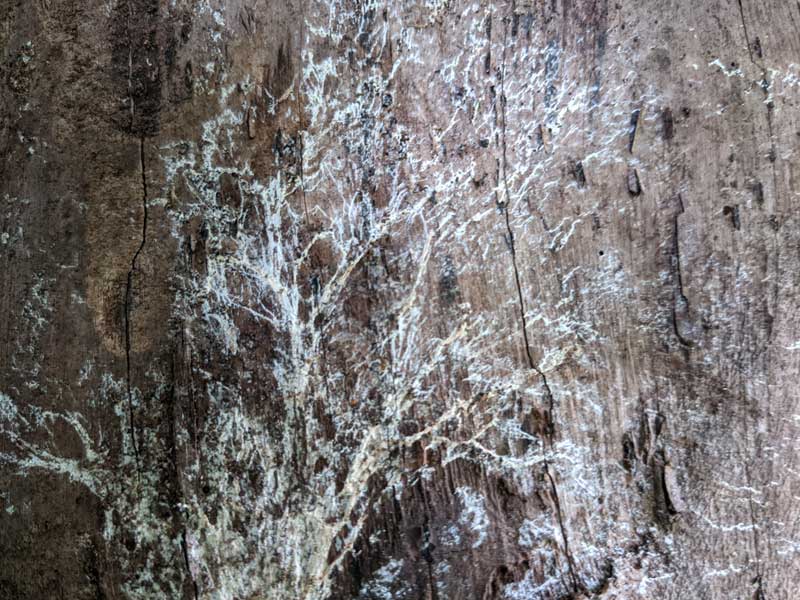 Threads of mycelium spreading across the surface of a dead or dying tree, where the bark has fallen away. Threads of mycelium spreading across the surface of a dead or dying tree, where the bark has fallen away.