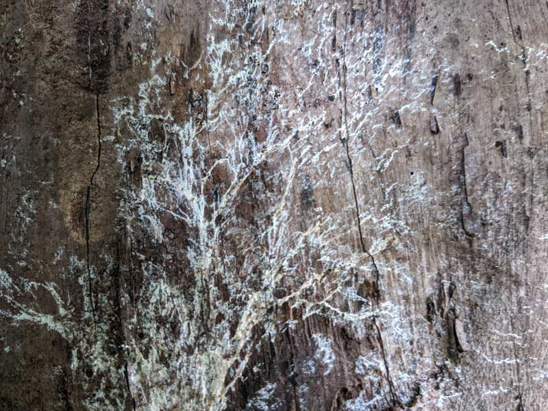 Mushroom mycelium connects all life in the woods, as a vast network