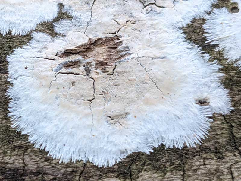 A patch of mycelium on wood, with mycelial threads growing out in every direction in search of food. A patch of mycelium on wood, with mycelial threads growing out in every direction in search of food.