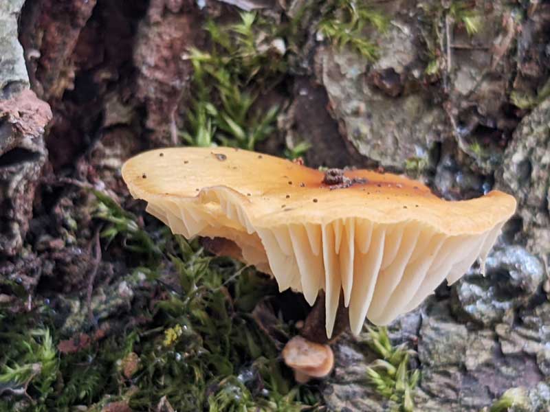 Long, deep gills on the underside of this mushrooms
