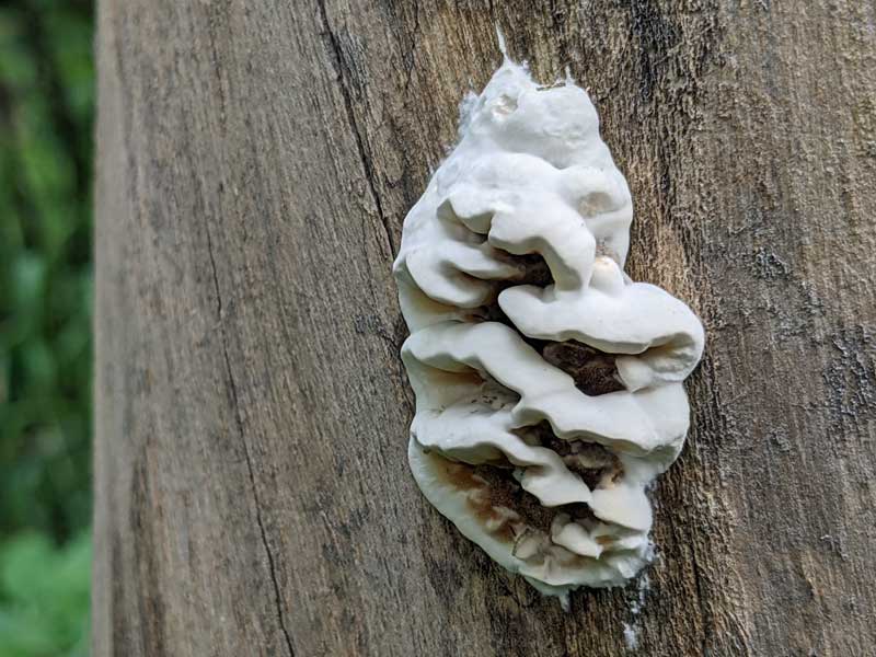 Strange shaped white fungus growing on dead tree