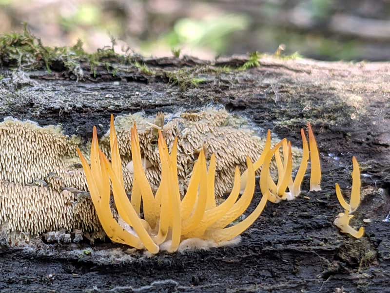 Very strange looking pair of fungi growing together on wood