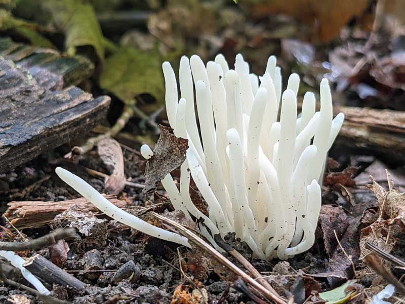 Looks like a White Worm Coral fungus to me, but can't be sure