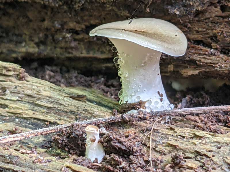 Mushrooms sweating beads of moisture