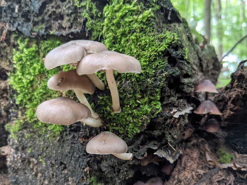 Mushrooms and moss both like damp wood