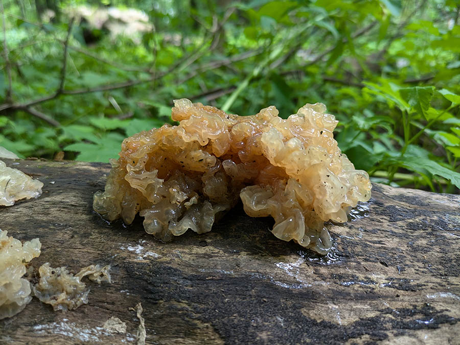 jelly 24 jelly 24