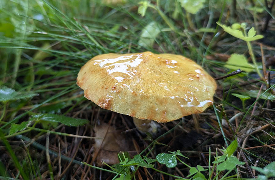 slimy mush slimy mush