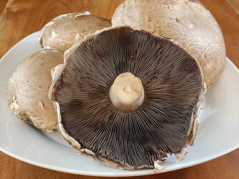 Portobello mushrooms, clean and ready for the next stage.