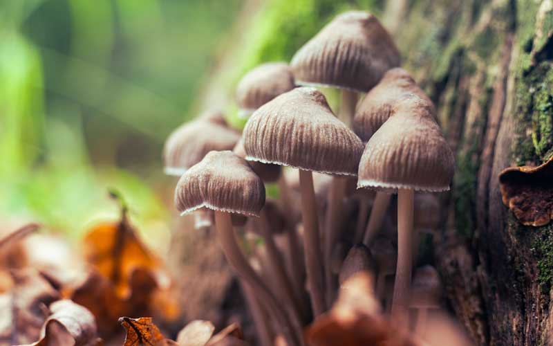 champignons magices suisse anti aging