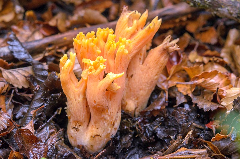 Ramaria Patagónica mushrooms